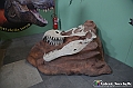 VBS_0871 - Dinosauri. Terra dei giganti